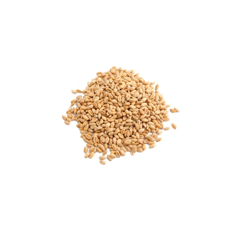 Blé tendre en vrac bio