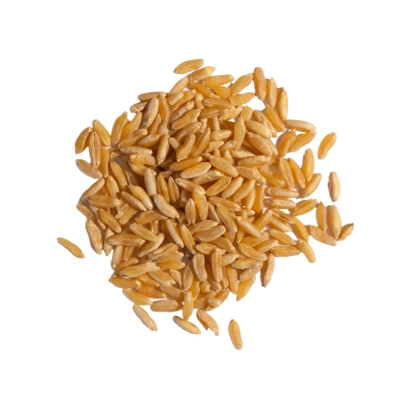 Blé Khorasan KAMUT en vrac bio