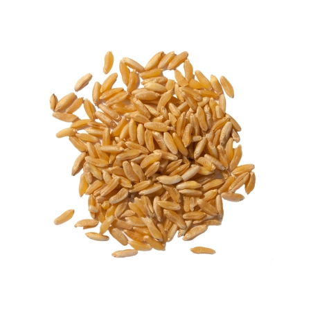 Blé khorasan en vrac bio