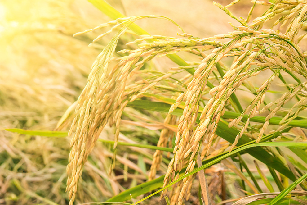 Le son de riz : un trésor caché pour votre santé